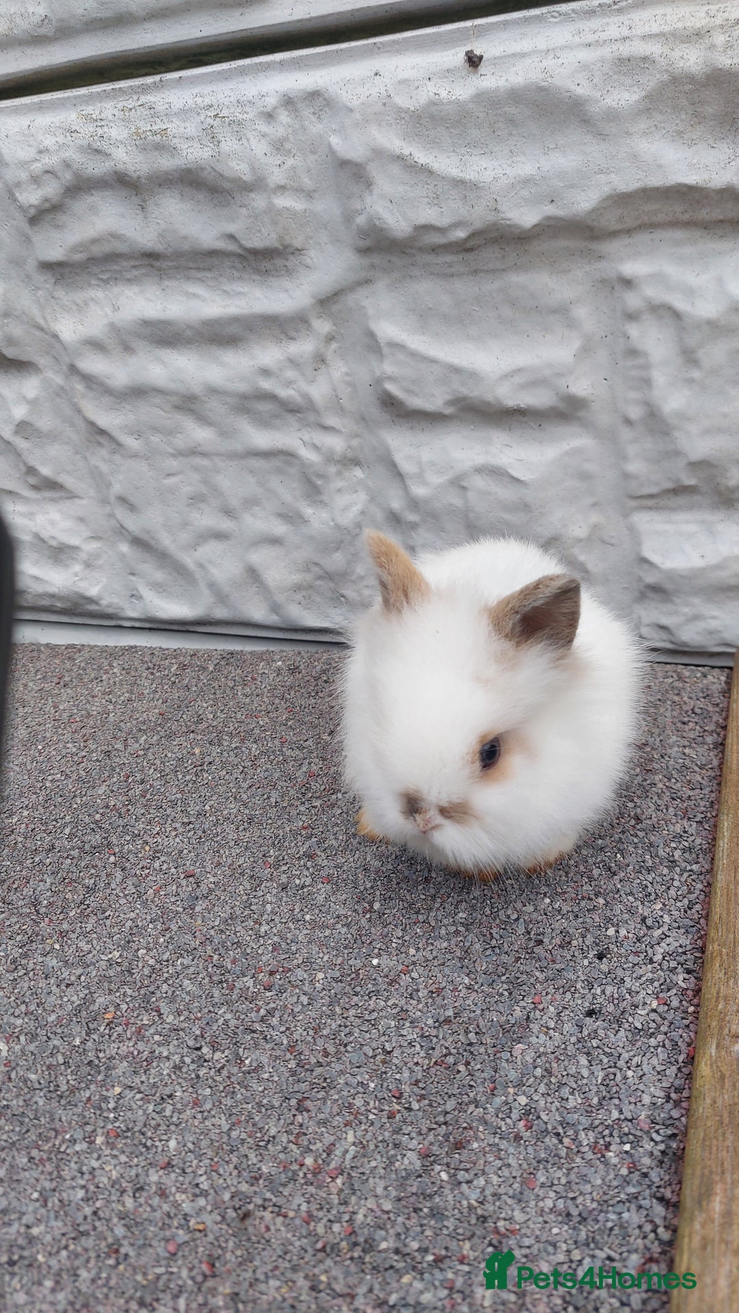 Lionhead rabbits for sale: Wonderful bunnies 07405173733  - Image 15