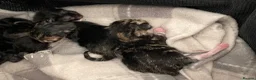 Mixed Breed cats for sale: 4 kittens don’t know gender yet  - Advert 2