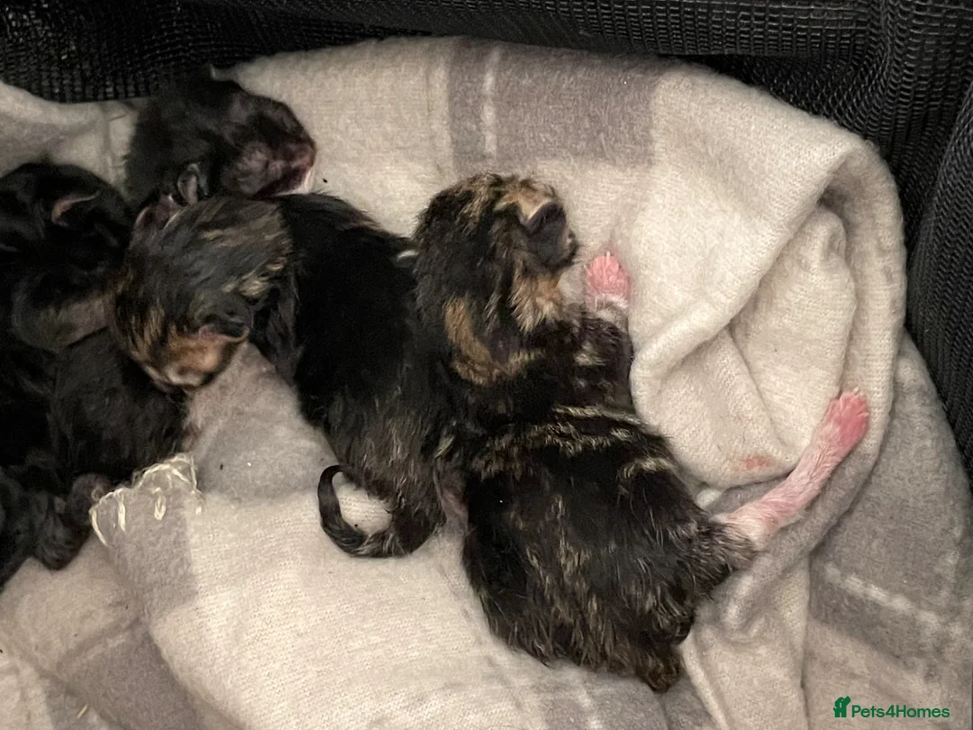 Mixed Breed cats for sale: 4 kittens don’t know gender yet  - Advert 2