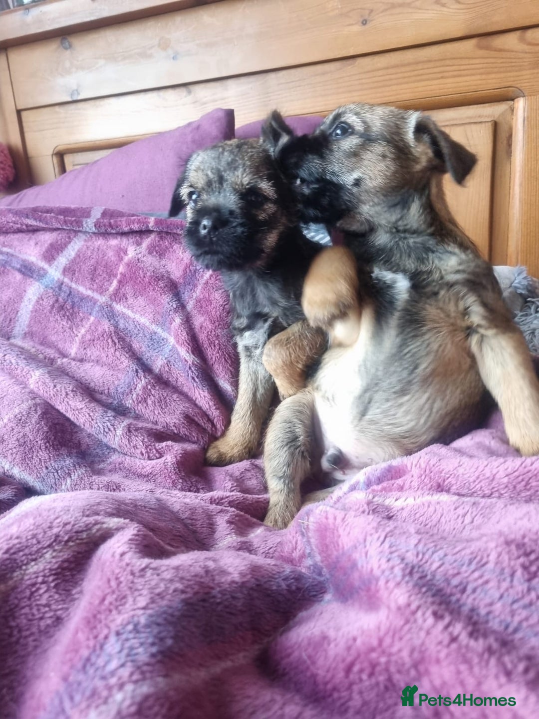 Border Terrier dogs for sale: Pedigree Border Terrier - Advert 2