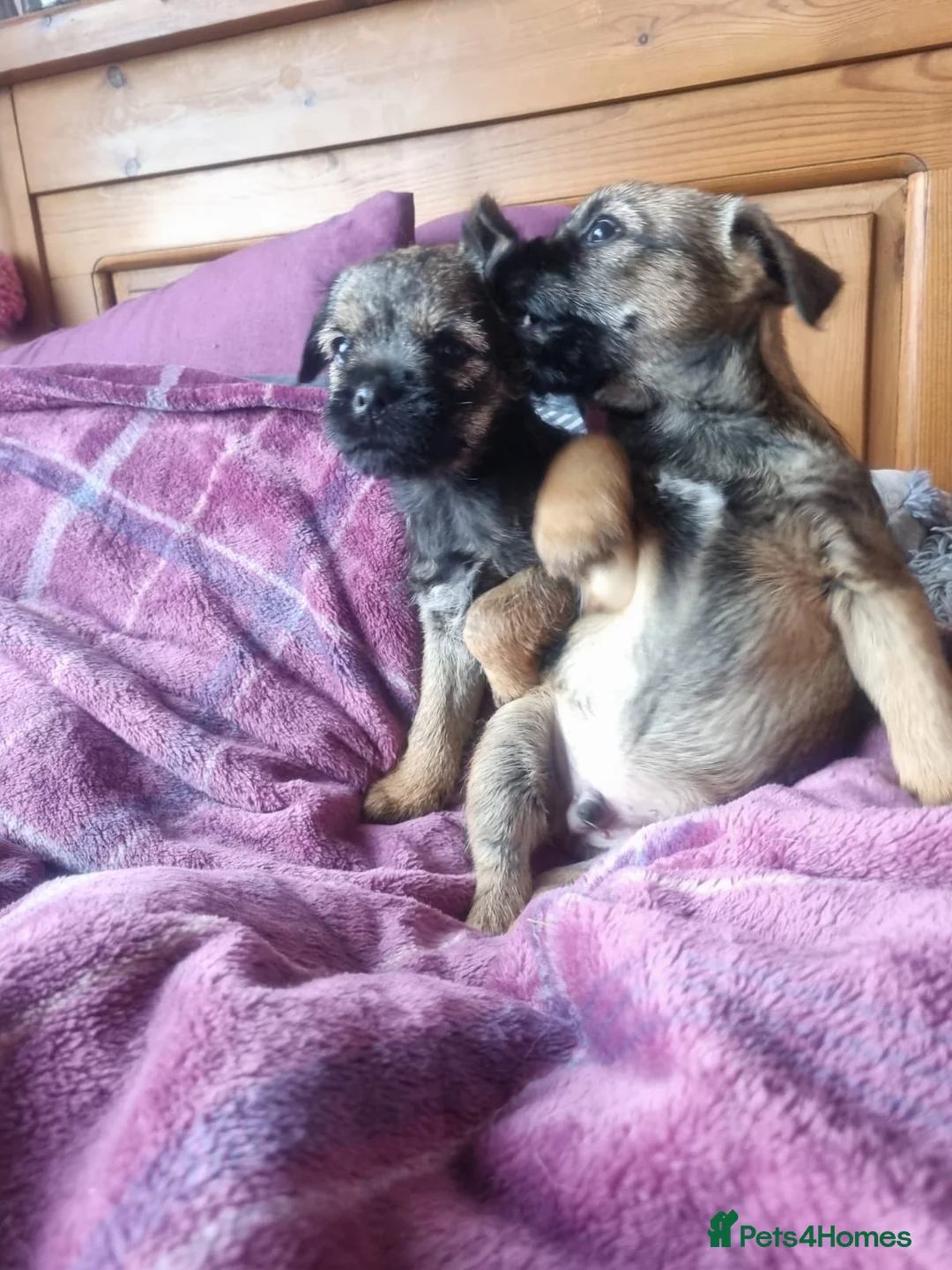 Border Terrier dogs for sale: Pedigree Border Terrier - Advert 2