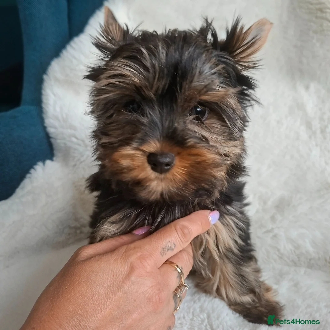 Yorkshire Terrier dogs for sale: READT TO GO❗️Little Yorkshire Terrier Puppies! - Advert 2