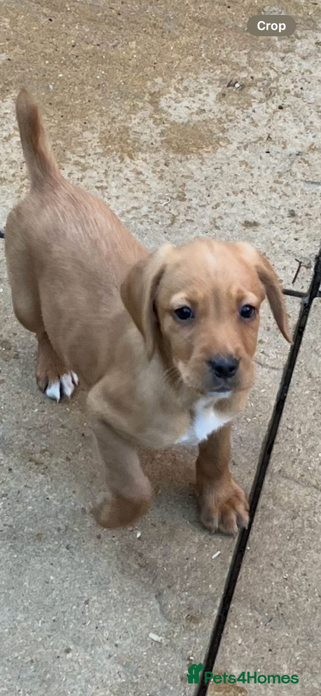 Cockerdor dogs for sale: Cockerdors  - Advert 3