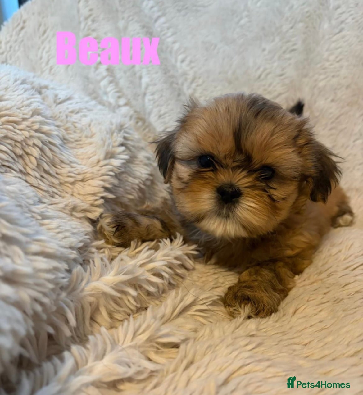 Shih Tzu dogs Last little girl available  - Advert 2
