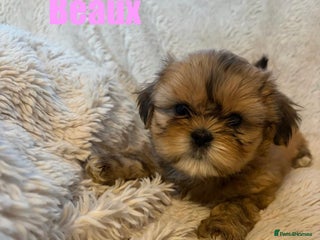 Shih Tzu dogs Last little girl available - Advert 2