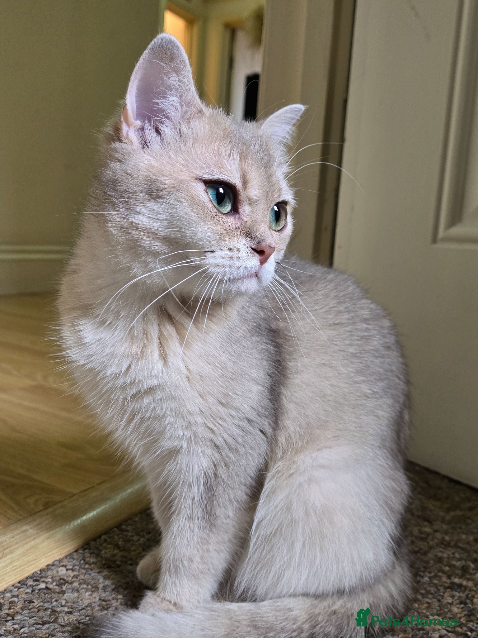 British Shorthair cats Rare Black Golden Shedded British Shorthair Female - Advert 1