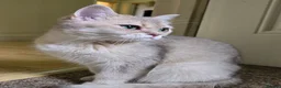British Shorthair cats for sale: Rare Black Golden Shedded British Shorthair Female - Advert 2