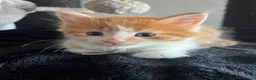 Maine Coon cats for sale: READY NOW! Maine Coon kittens  - Advert 14