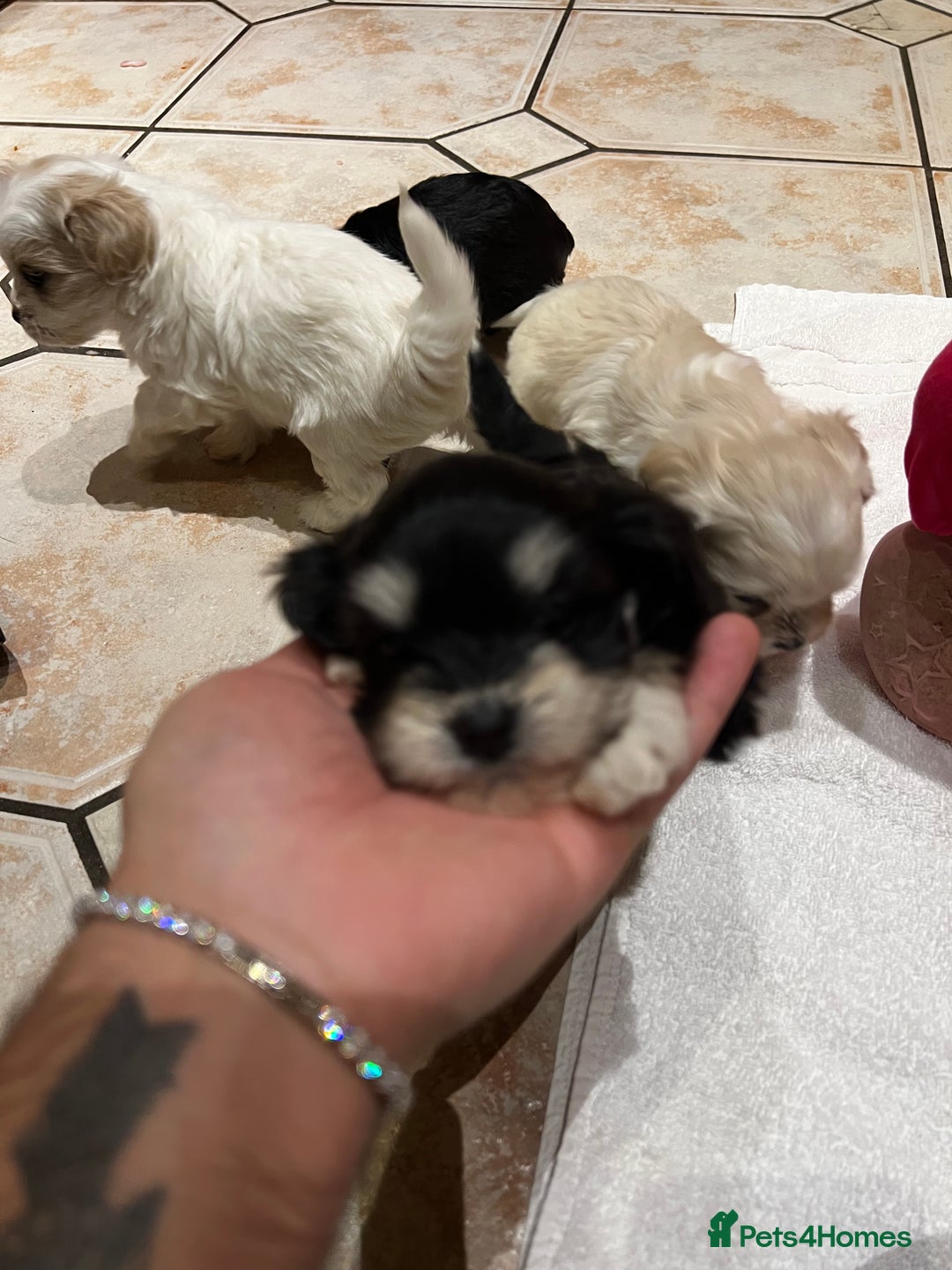 Bichon Frise dogs for sale: Bichon fries ready to go ! - Advert 18