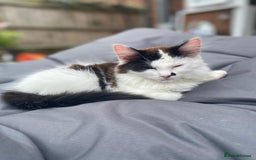 Mixed Breed cats for sale: Chocolate black and white kitten  - Image 1