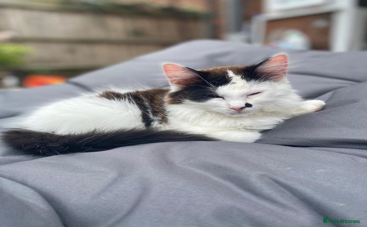 Mixed Breed cats - Advert 3