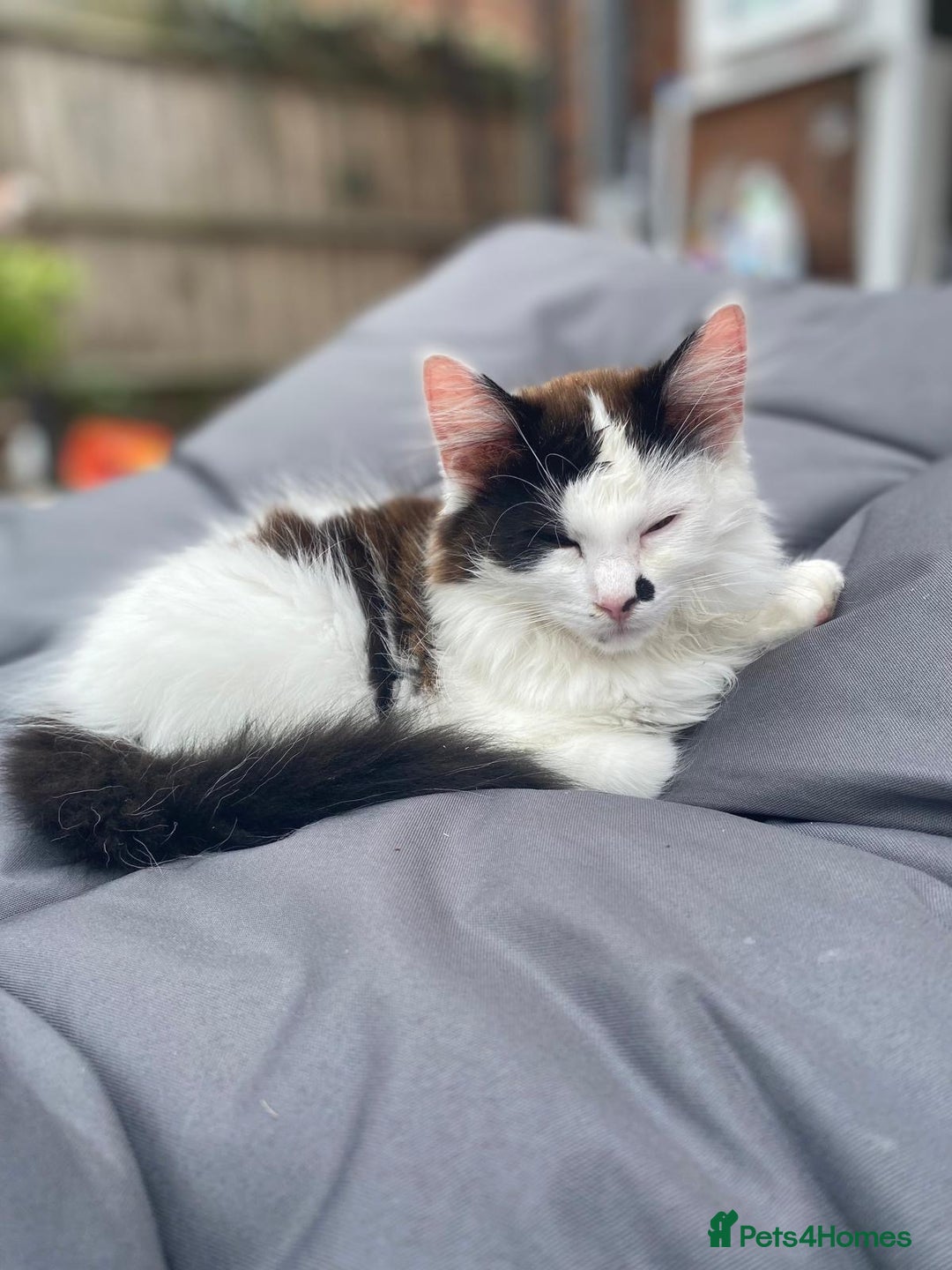 Mixed Breed cats for sale: Chocolate black and white kitten  - Image 1