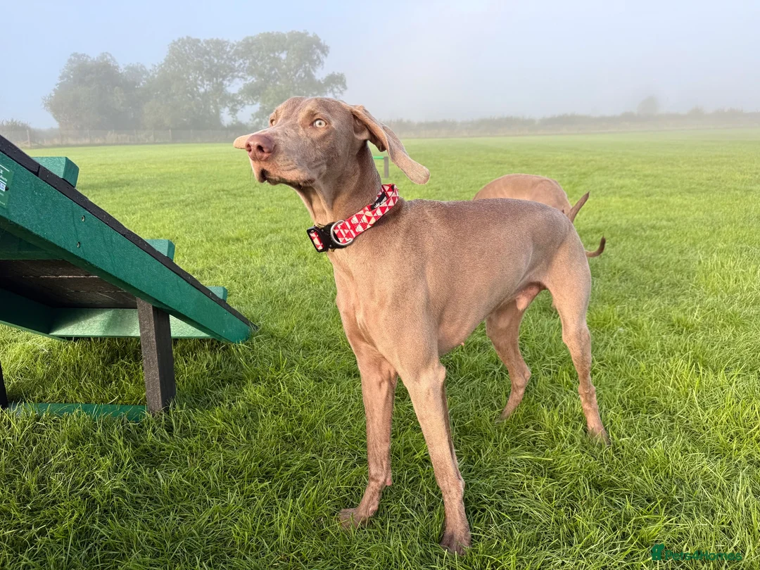 Weimaraner dogs for sale: Loving Boy Needs Calm & Reassuring Forever Home  - Advert 4