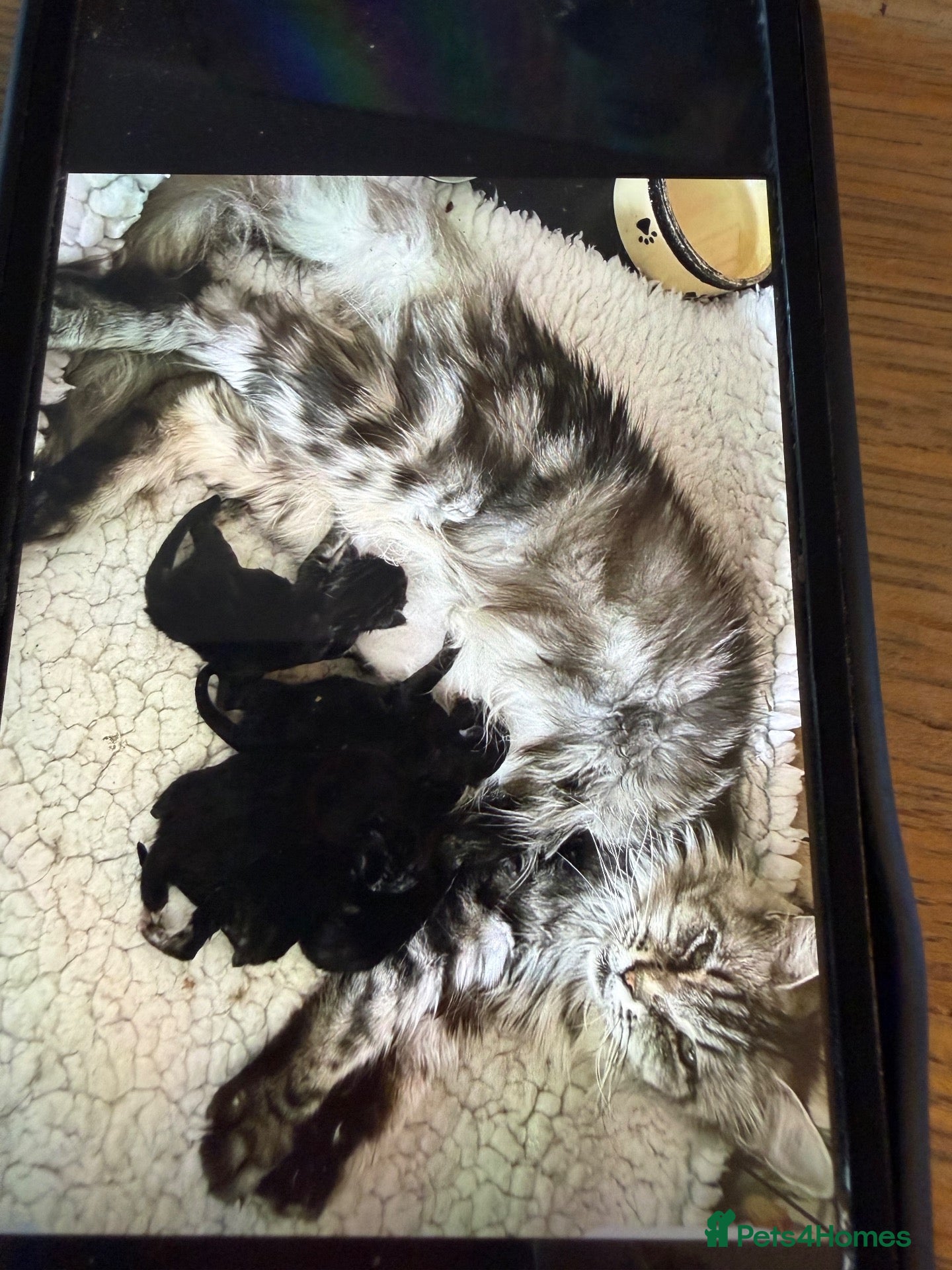 Maine Coon cats Stunning mission kittens  - Advert 3