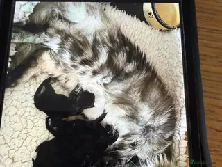 Maine Coon cats Stunning big mainecoon kittens - Advert 1