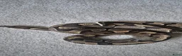 Python Snake reptiles for sale: 2 ball pythons in Downham Market - Advert 9