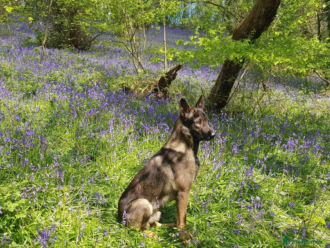 Belgian Shepherd Dog dogs for sale: Belgium sheperd male  - Advert 1