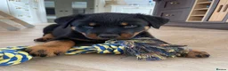 Rottweiler dogs for sale: Half Serbian Half German Rottweiler - Advert 1