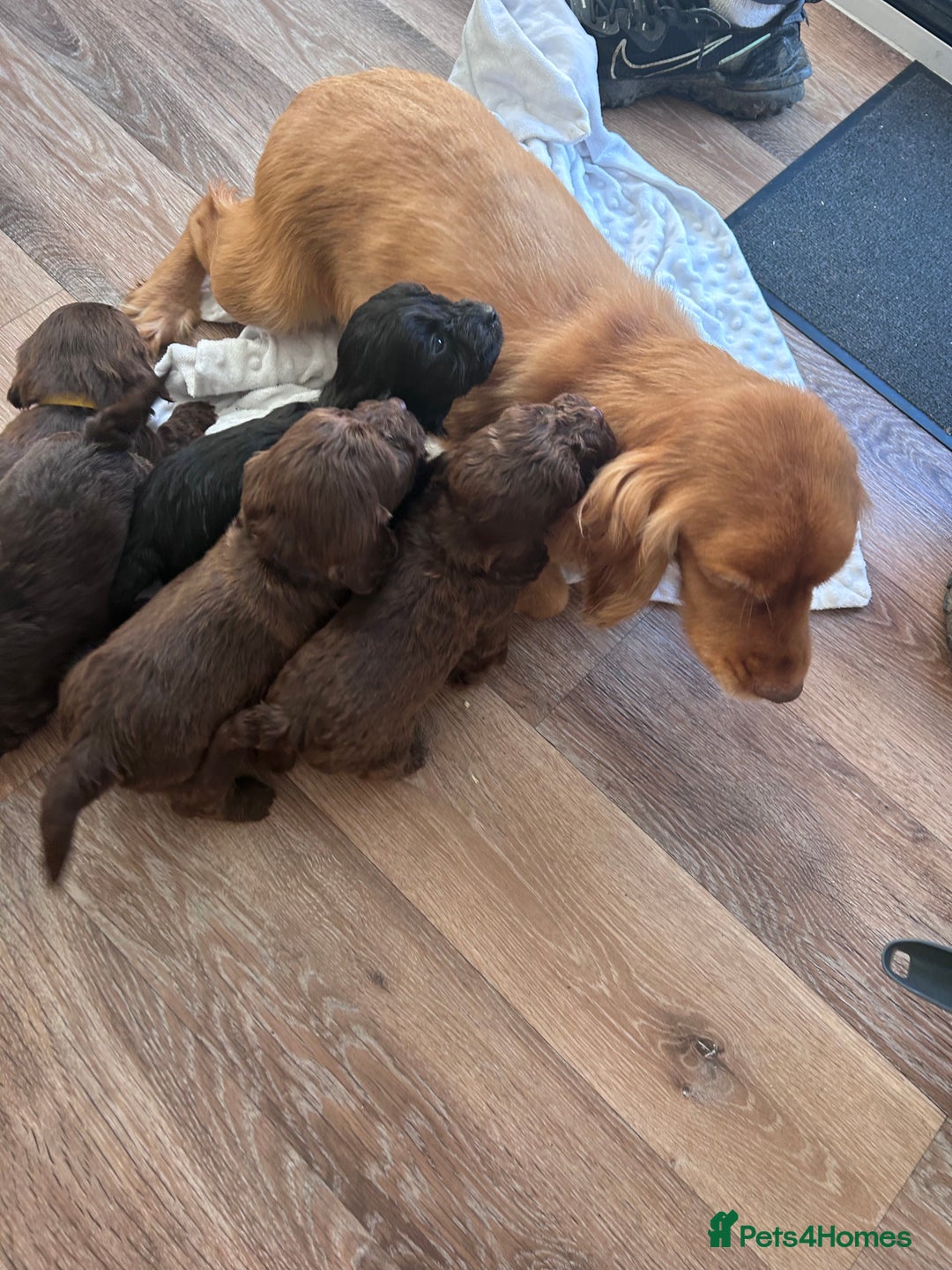 Cockapoo dogs for sale: Cockapoo puppies  - Advert 1