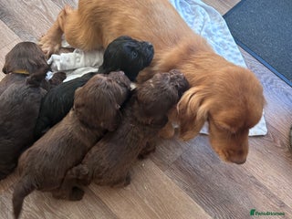 Cockapoo dogs Cockapoo puppies - Advert 1