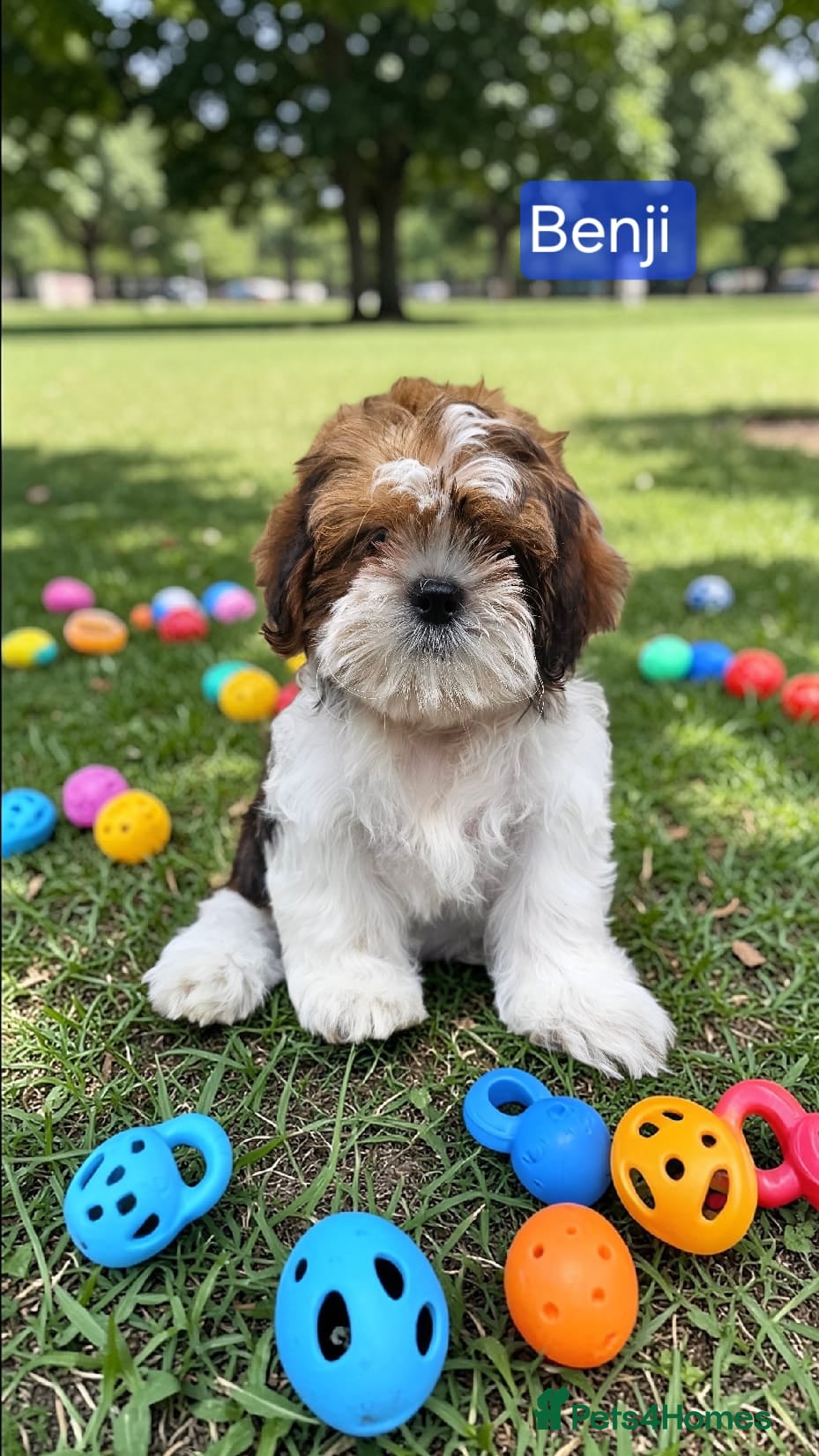Shih Tzu dogs  💞 QUALITY STANDARD SHIH TZU 💕 - Advert 4
