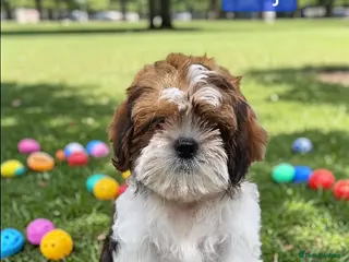 Shih Tzu dogs 💞 QUALITY STANDARD SHIH TZU 💕 - Advert 4