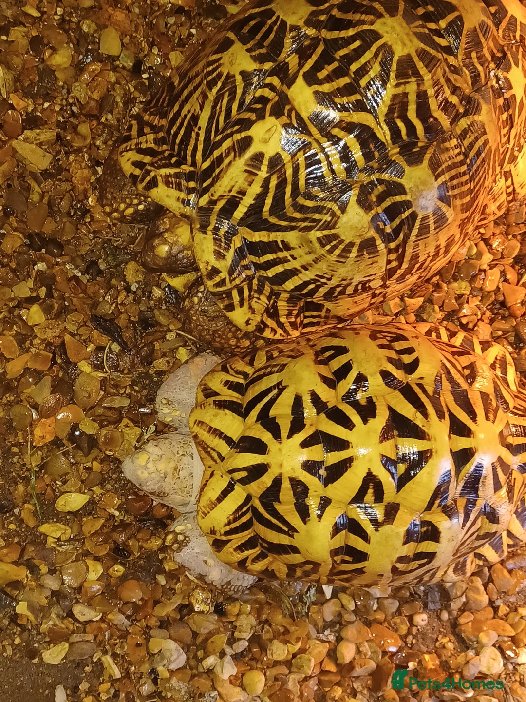 Tortoise reptiles for sale: ADULT PAIR OF INDIAN STAR TORTOISES UNRELATED  - Advert 10