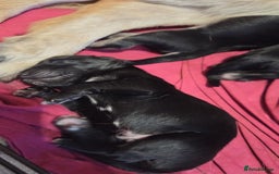 Mixed Breed dogs for sale: Shollies  - Image 4