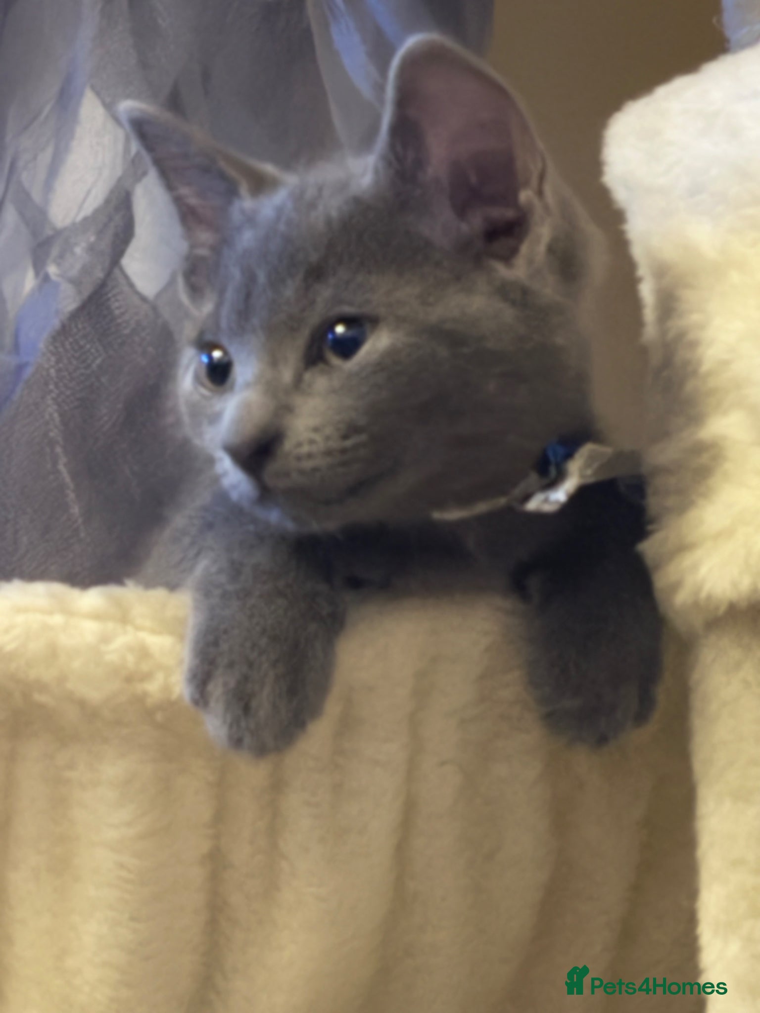 Russian Blue cats for sale: Blue Russian kittens - Advert 6