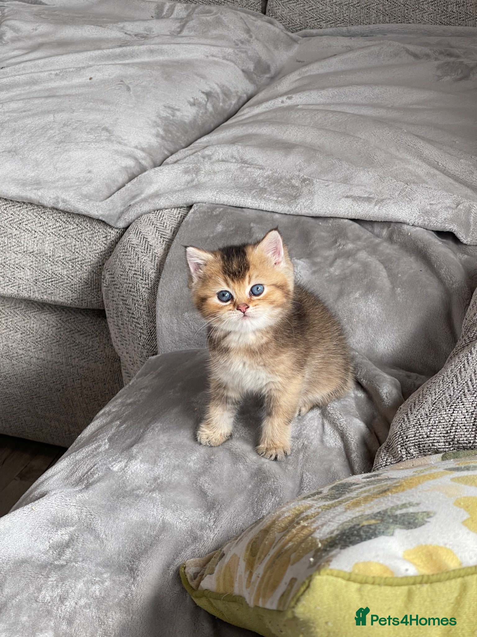 British Shorthair cats 💙Golden BSH kitten 💙 - Advert 2