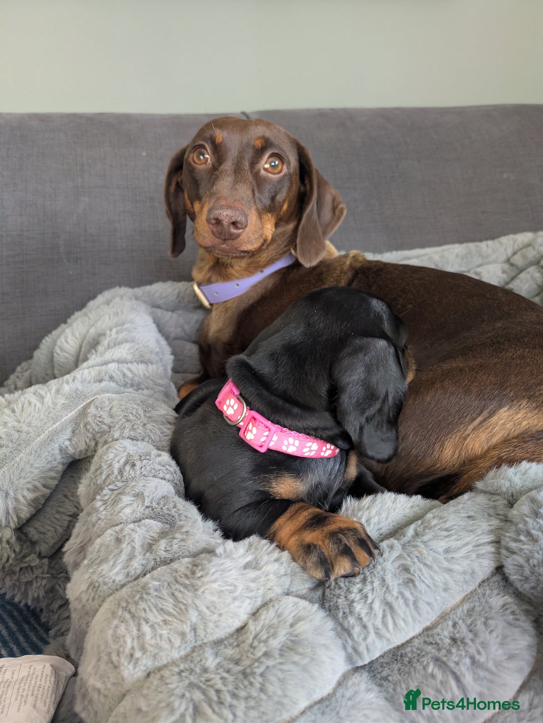 Dachshund dogs for sale: 🐾5 Beautiful Standard Dachshunds 🐾 - Image 14