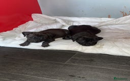 Staffordshire Bull Terrier dogs for sale: Staffordshire Bullterrier pups! - Image 5