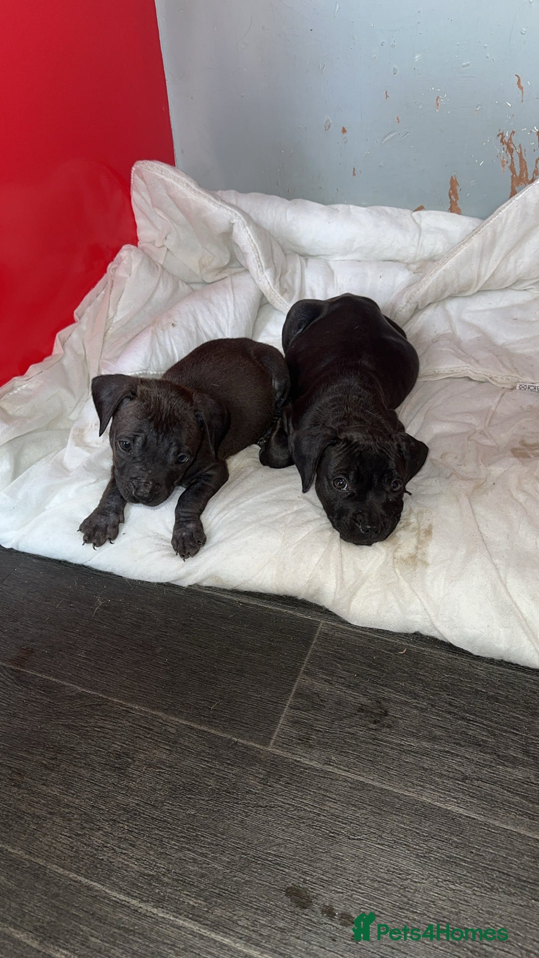 Staffordshire Bull Terrier dogs for sale: Staffordshire Bullterrier pups! - Image 5