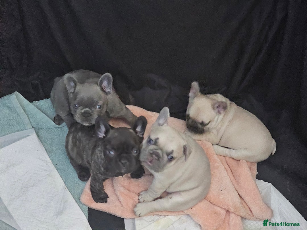 French Bulldog dogs for sale: French bulldog puppies  - Image 5