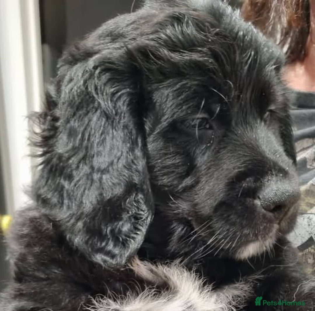 Mixed Breed dogs for sale: Golden Mountain Dog Pups - Advert 12