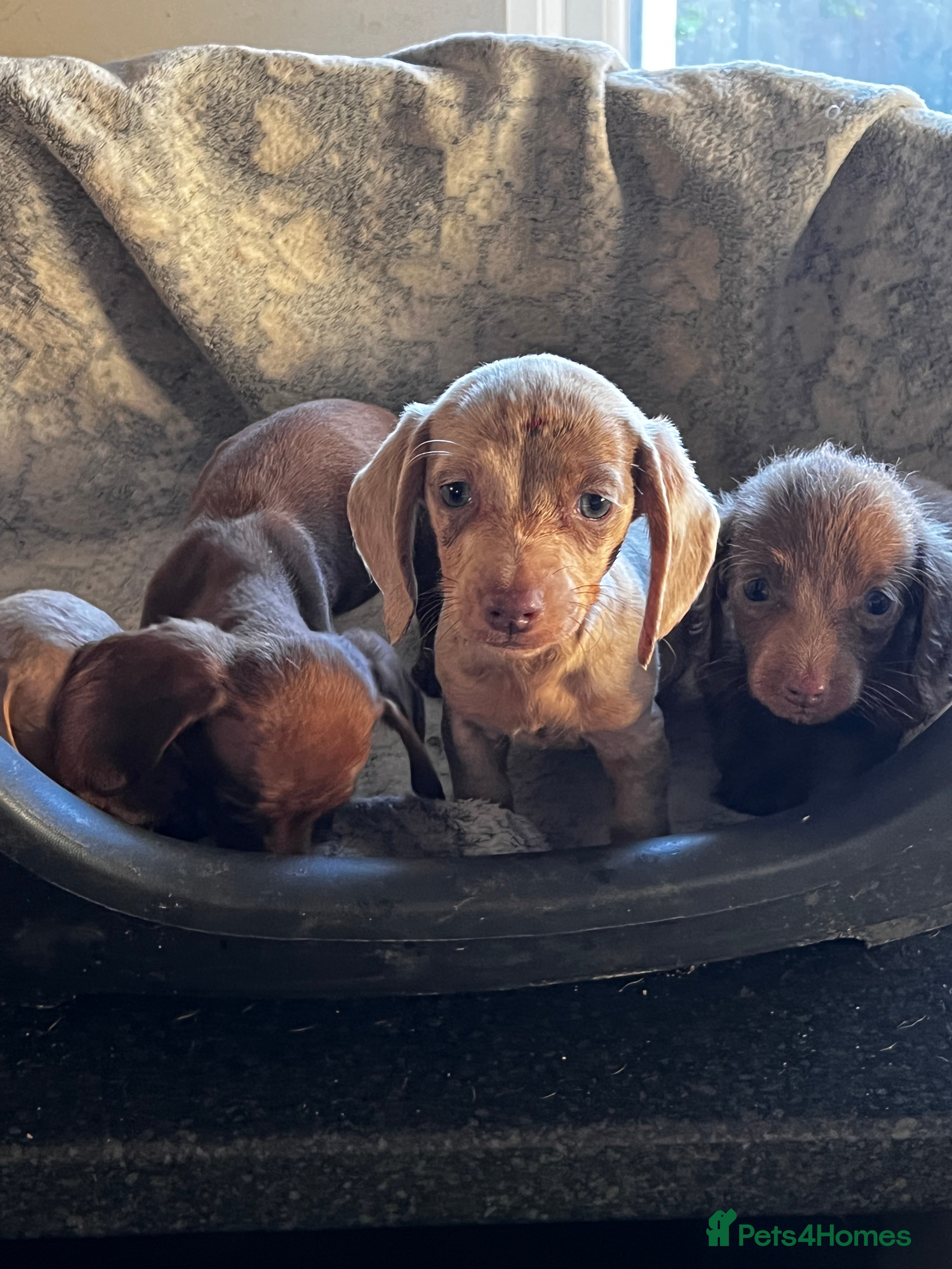 Miniature Dachshund dogs Miniature dachshund 1 choc girl left  - Advert 5