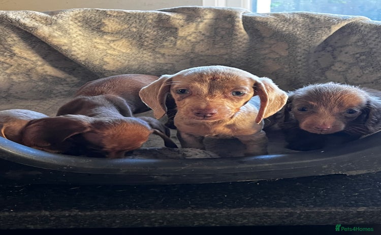 Miniature Dachshund dogs - Advert 11