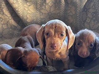 Miniature Dachshund dogs - Advert 16
