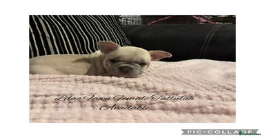 French Bulldog dogs - Advert 2