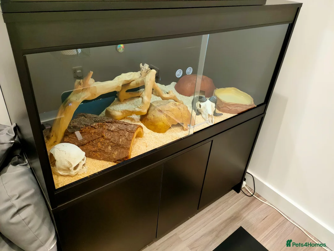 Python Snake reptiles for sale: Fire fly royal python and full set up in Rushden - Advert 6