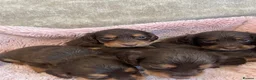 Cocker Spaniel dogs for sale: 7 Chocolate & Tan Cocker Spaniel Pups  - Advert 5