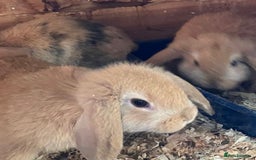 Mini Lop rabbits for sale: VACCINATED/wormed/flead mini lop babies  - Image 8