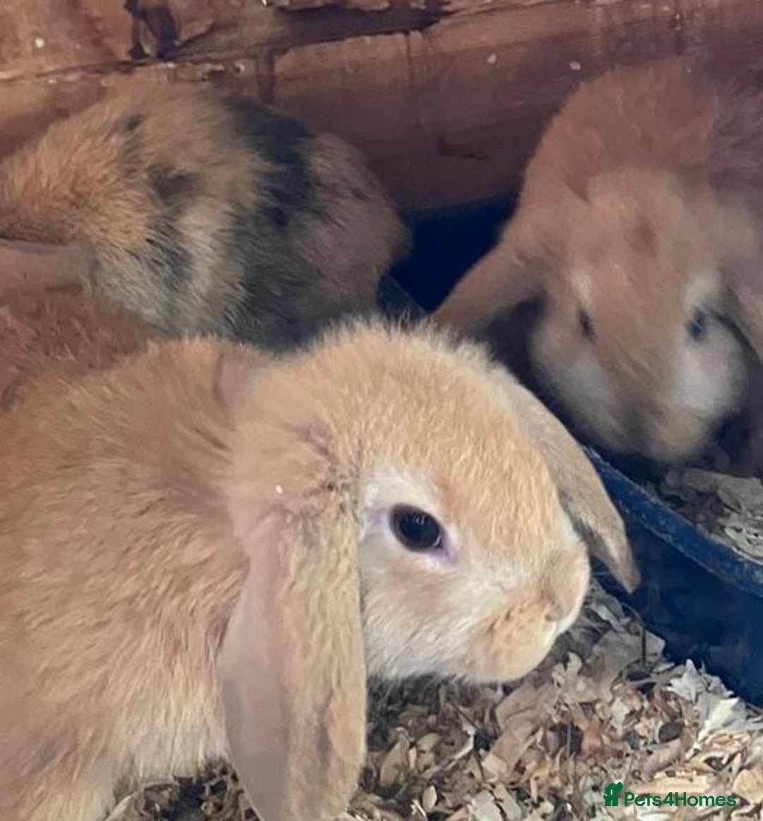 Mini Lop rabbits for sale: VACCINATED/wormed/flead mini lop babies  - Image 8