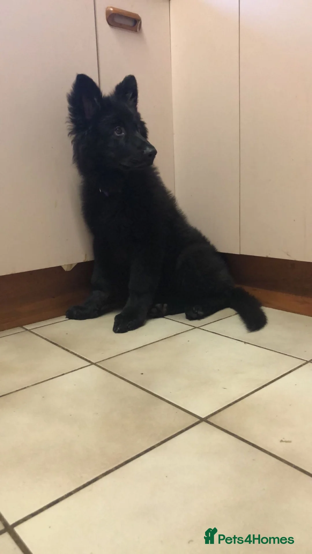 German Shepherd dogs for sale: German Sheperd Pup (1 left)😊 in Liverpool - Advert 3