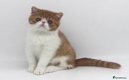 Exotic cats for sale: SHOW QUALITY EXOTIC BOY - Image 5