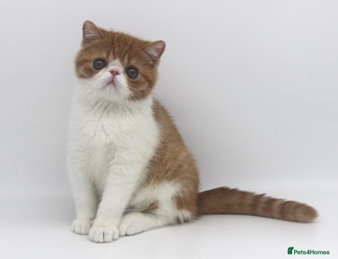 Exotic cats for sale: SHOW QUALITY EXOTIC BOY - Image 5