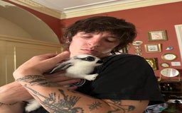 Netherland Dwarf rabbits for sale: Baby Dwarf Rabbit (free)  - Image 4