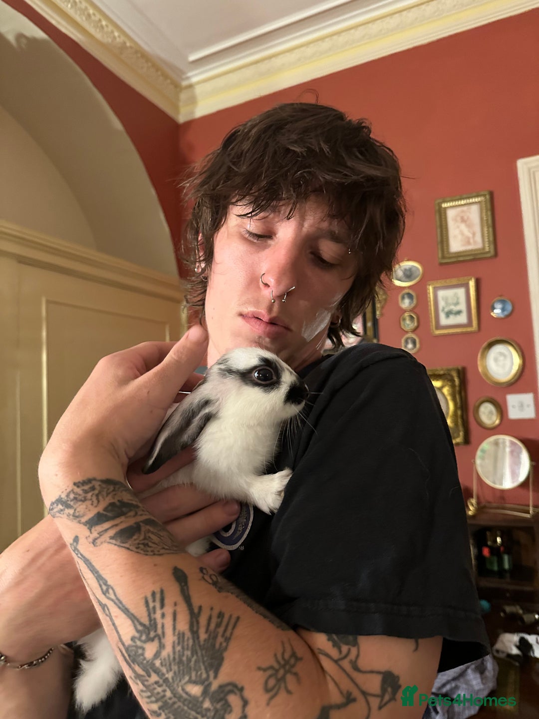Netherland Dwarf rabbits for sale: Baby Dwarf Rabbit (free)  - Image 4