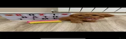 Cavapoo dogs for sale: Beautiful Health Tested F1 Cavapoos🐶 - Advert 25