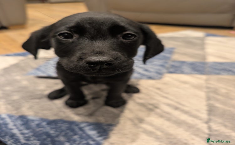 Labrador Retriever dogs KC Registered black labrador - Advert 9